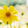 melbourne cup online betting togel 77 Sunflowers are beginning to bloom in the summer sky in Hokuto City, Yamanashi Prefecture